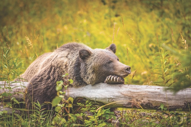 Thousands of concerned Albertans are urging the province to reassess limitations that were placed on the rehabilitation of large wildlife in 2010.