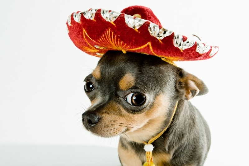 One lucky Chihuahua owner will come away with a trip to Cancun, Mexico, when Century Downs Racetrack and Casino hosts its annual Chihuahua Races May 5.
