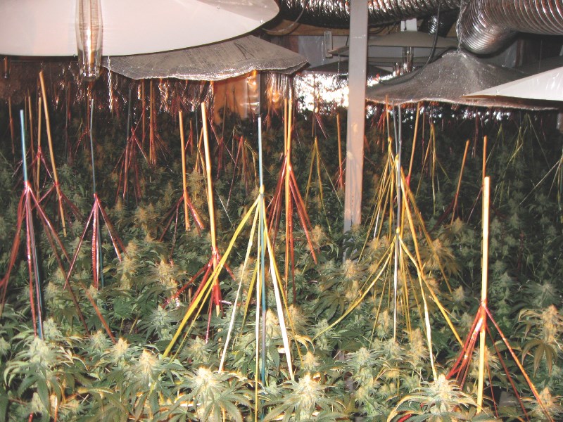 Airdrie RCMP seized about 320 marijuana plants worth $400,000 from a house in Sagewood , Oct. 15.