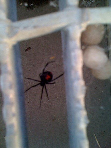 This black widow spider is one of about 15 discovered at a Propak Systems Ltd. warehouse, July 20. The spiders have since been exterminated.