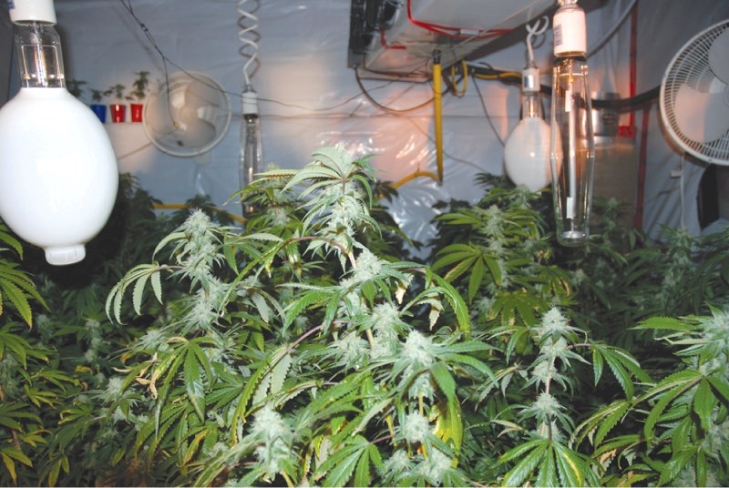 RCMP seized 435 marijuana plants worth about $54,000, in a bust in Airdrie&#8217;s northwest, Oct. 4.