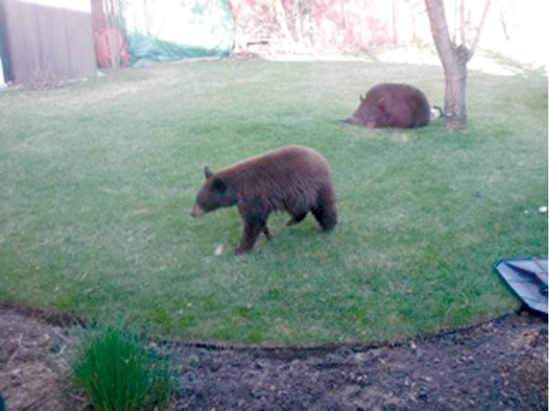 bold bears &#8211; This pair of brown bears visited the backyard of residents Robert and Nancy Dempster on Mother&#8217;s Day. The three-hour ordeal attracted RCMP, Fish and