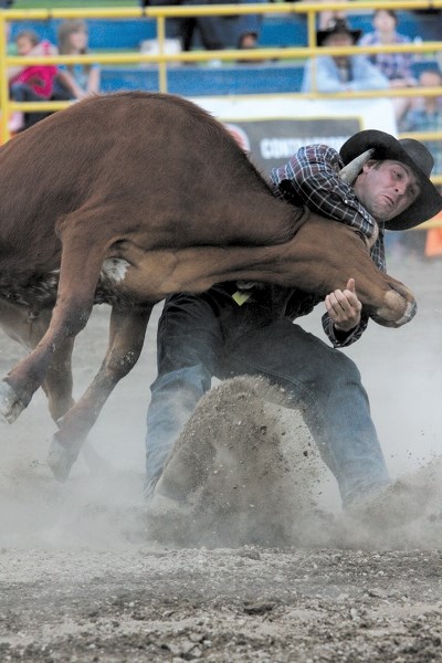Josh Harden of Big Valley, Alta. takes down his steer during the June 28 performance at the 2013 Airdrie Pro Rodeo. The five-day rodeo drew a record number of patrons over