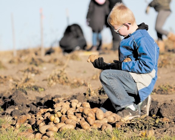 Ethan Neis from Nose Creek Elementary School checks out a potato pulled from the ground on Oct. 4 as part of the school&#8217;s GROW project that brought in 1,500 pounds of