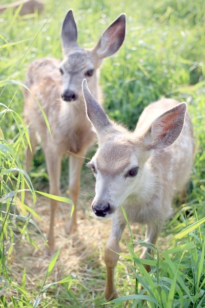 A pair of white-tailed deer who were brought to the Alberta Institute of Wildlife Conservation as a result of the June flooding. One of the deer was found drowning in the