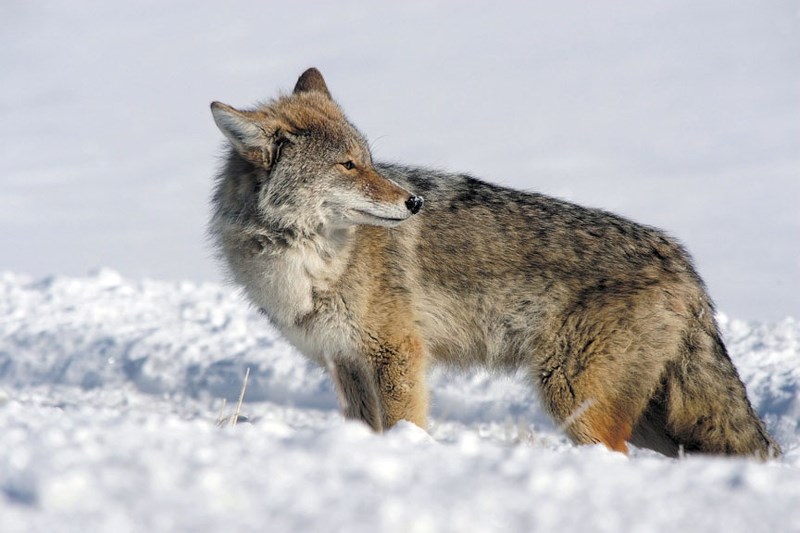 A number of Williamstown residents are concerned about coyotes in the area.