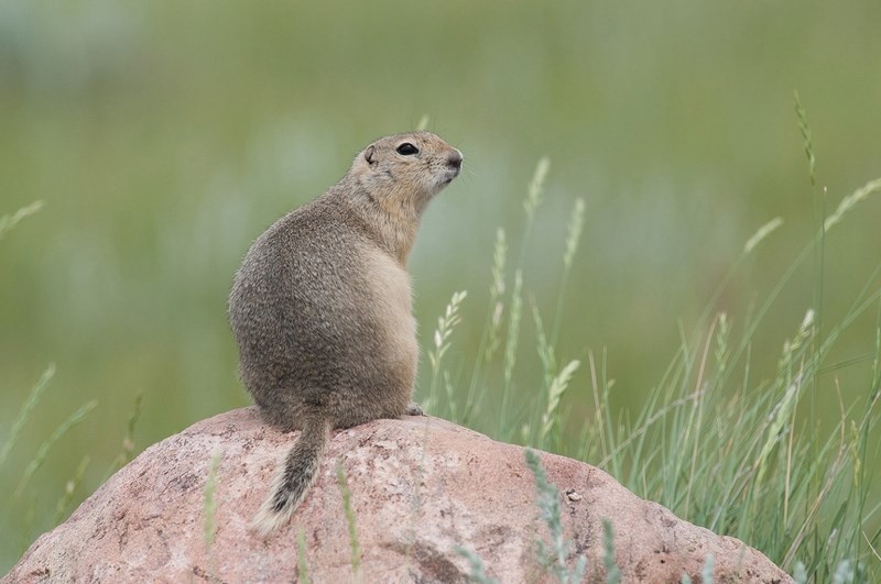 An Airdrie resident is upset about the City&#8217;s process of pumping carbon monoxide gas into Richardson ground squirrel&#8217;s hole and burying them.