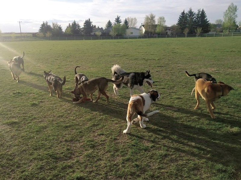 Dog walking Airdrie Puppy Pals wants to connect Airdrie dog owners to each other by arranging dog park play dates. Dog owners can fill out an online poll indicating which
