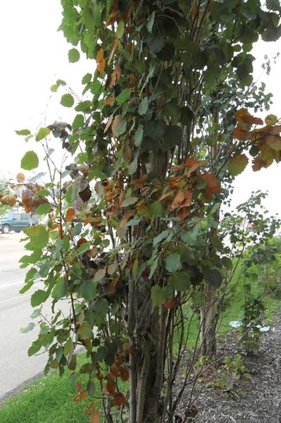 Bronze leaf disease can spread easily and turns tree branches a reddish/bronze colour and effected leafs will stay on the tree well into winter and contain spores that will