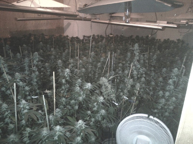 Airdrie RCMP busted a grow op in a rural residence near Balzac that netted marijuana plants valued at $670,000.