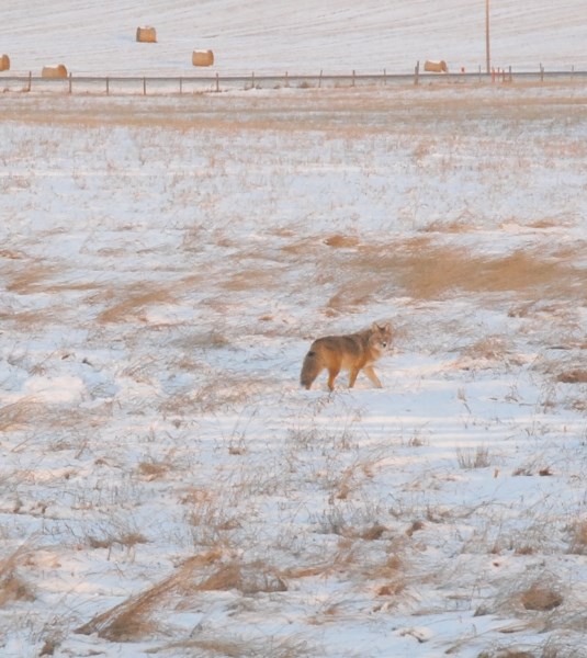 Stonegate in Airdrie&#8217;s northwest has been visited by one or more coyotes recently, prompting Alberta Fish and Wildlife officials to suggest residents follow some
