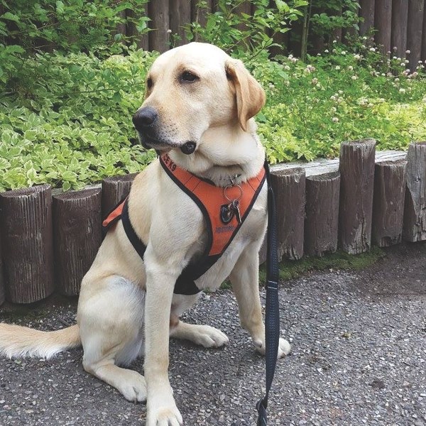 Organizations like MSAR and Courageous Companions have been involved with post traumatic stress disorder (PTSD) service dog training that is specialized to the individual