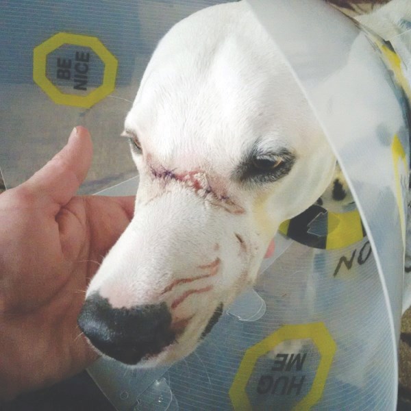 Dot the dalmatian showed the result of an attack she sustained by another dog while at the Cemetery South off leash dog park May 29.