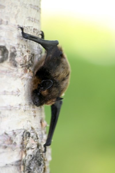 An Airdrie woman is lucky to test negative for rabies after she was bitten by a bat that tested positive for the virus. According to the Alberta Environment and Parks