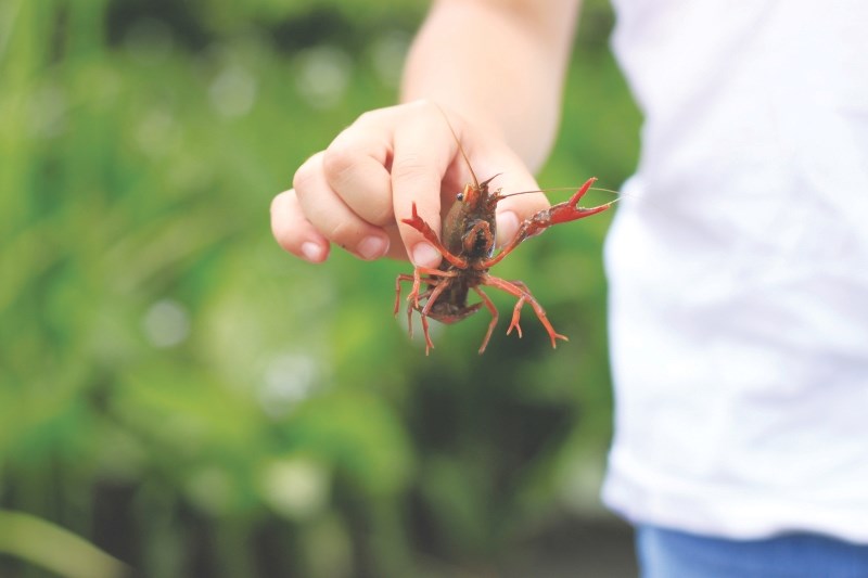 Crayfish are not native to Airdrie&#8217;s Nose Creek, but have been found there since at least 2013. According to the City of Airdrie Parks department, the invasive species