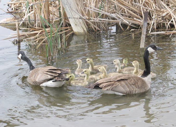 Canadian goose on nest hotsell