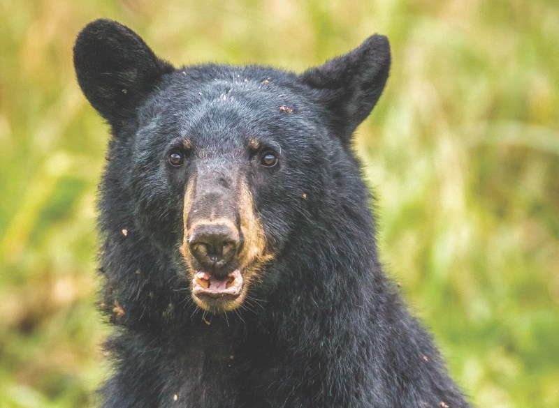 The province announced April 18 approved wildlife rehabilitation facilities would once again be able to accept black bears less than one year of age &#8211; but many other