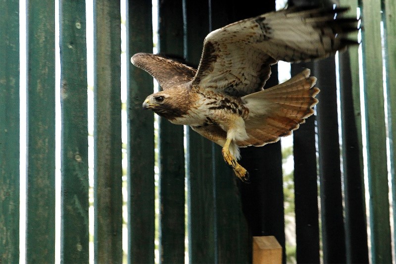 A red-tailed hawk, currently in the care of the Alberta Institute of Wildlife Conservation (AIWC), spreads its wings May 2 as it recovers. AIWC is preparing for its busiest