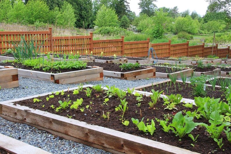 Planting at the Vista Crossing community garden was postponed until May 20 to avoid potential frost-over. The growing season is now underway with special plots for children.