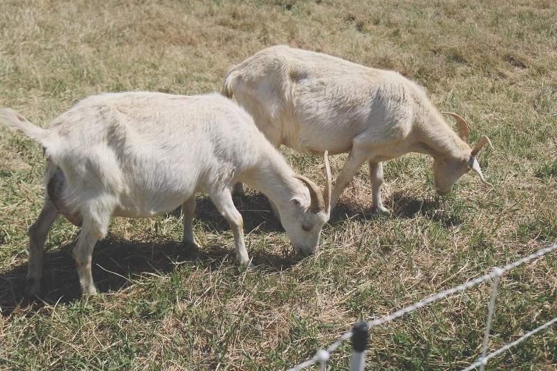 A team of more than 300 goats will be visiting the City of Chestermere throughout the summer to keep noxious and invasive weeds under control.