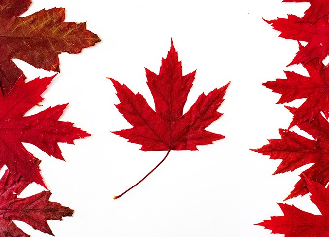 Canada flag made with red maple leaves. Canada day