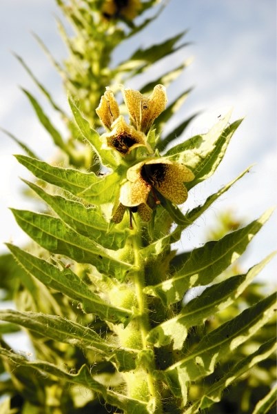 Black Henbane, an invasive plant native to Europe, is a poisonous weed that is on the Alberta noxious weed list.