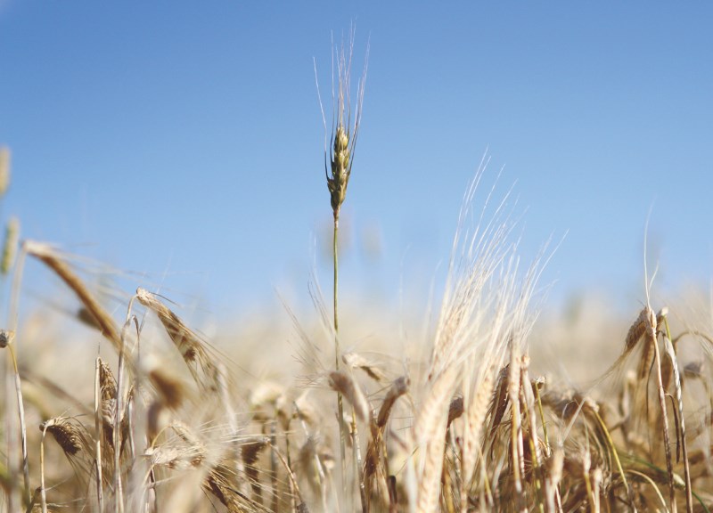 Rocky View farmers are hoping for hot and dry weather in order to finish harvest quickly.