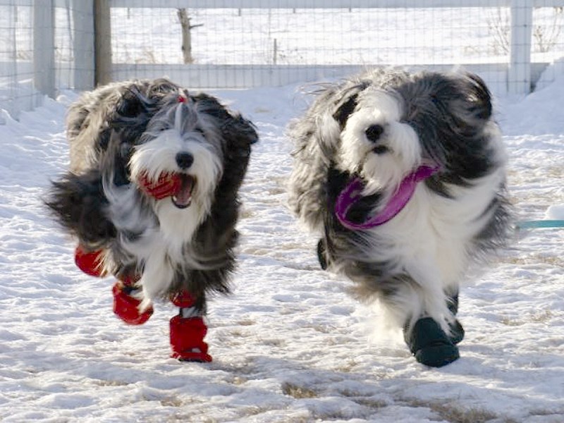 Keeping your dog&#8217;s paws warm this winter can prevent a trip to the veterinarian.