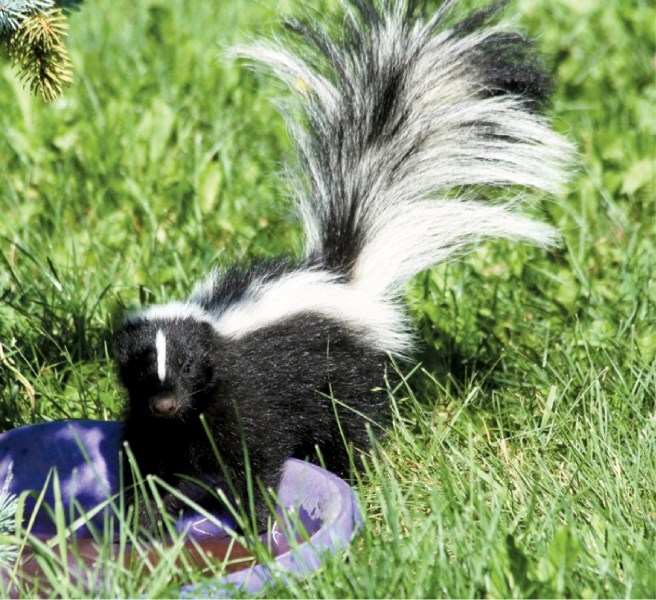 Roy Hoskins, director of the Wildlife Control Hotline, suggests alternative ways to prevent pests like this skunk from taking up residence near your home.