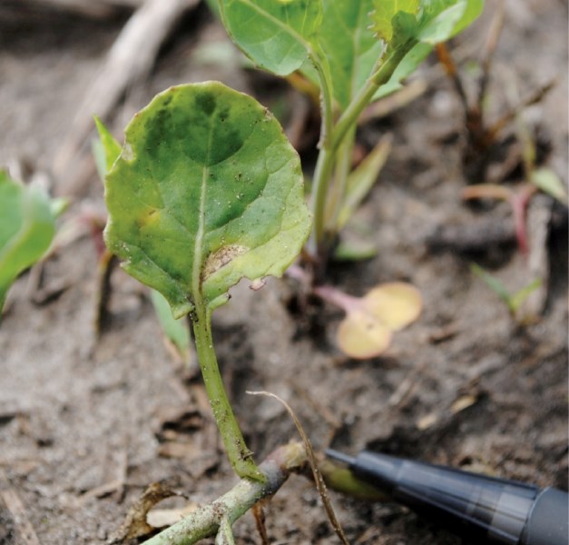 Farmers are urged to be wary of Blackleg this summer. The past two years there have been wet and humid conditions, a setting in which the disease thrives.