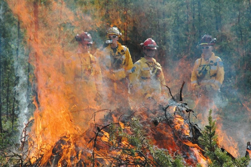 A work crew burns lodge pole pine trees in High Prairie. Often times burning is determined to be the smartest and most effective method for dealing with trees partially or