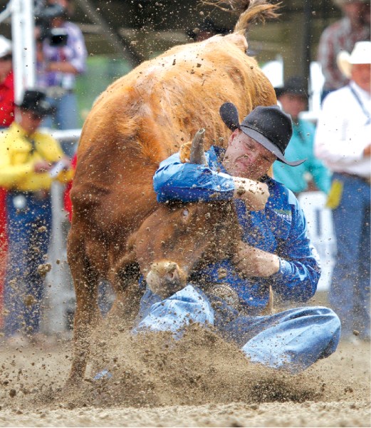 Todd Maughan of Airdrie wrestled his steer to the turf in 4.5 seconds, at the Calgary Stampede, July 12. Maughan is just one of many local people taking the reins at the