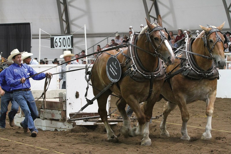 Soderglen team driver Randy Dodges works with the Stan Grad team during the heavy horse pull finals July 17 at the Calgary Stampede grounds.
