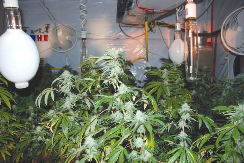 RCMP seized 435 marijuana plants worth about $54,000, in a bust in Airdrie&#8217;s northwest, Oct. 4. See story below.