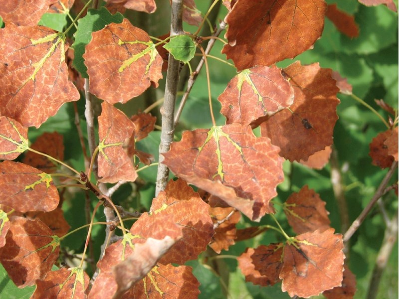 Bronze leaf disease can be easily spotted by its distinctive reddish discolouration, as seen in this photo, in late summer.