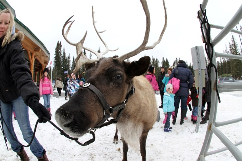 This reindeer visited Bragg Creek during the hamlet&#8217;s Spirit of Christmas event, held Dec. 2 and 3. Along with petting a reindeer, people had the opportunity to make