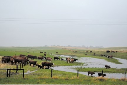 A field on Highway 72, east of Beiseker was hit hard during the heavy rain experienced in Rocky View County and areas of Southern Alberta, May 23 to 25. Severe rain flooded