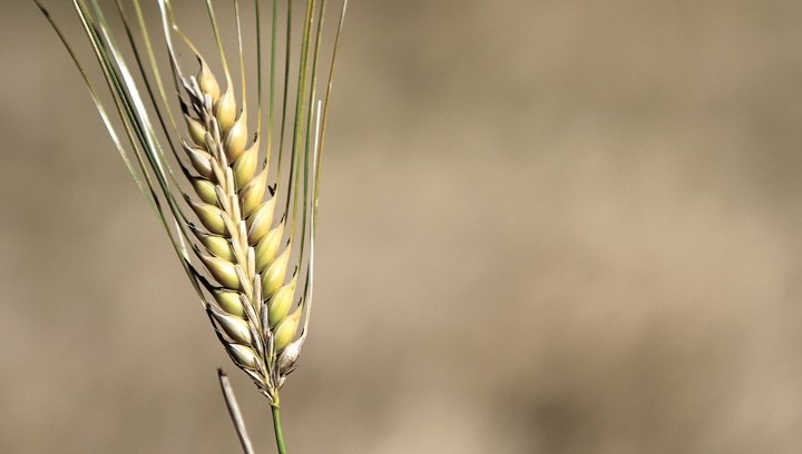 Agriculture Canada recently announced an $8-million grant for the Alberta Barley Commission to fund research.