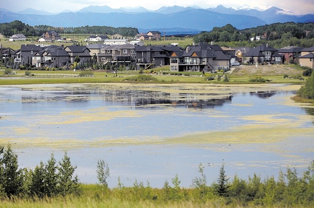 Cyanobacteria or more commonly known as blue-green algae is a cause for concern with Alberta Health Services on August 5 after warnings were posted to stay away and do not