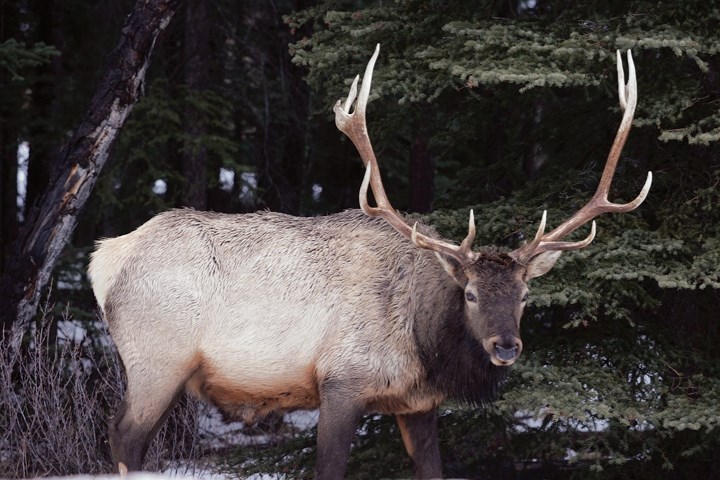 Wildlife such as this bull elk are causing problems in Rocky View County.