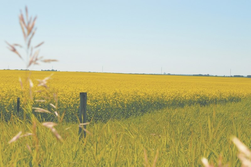 Experts from the Prairie Agricultural Machinery Institute (PAMI) recommend turing on aerations fans to warm up stored canola. Warming up the stored canola may lead to less
