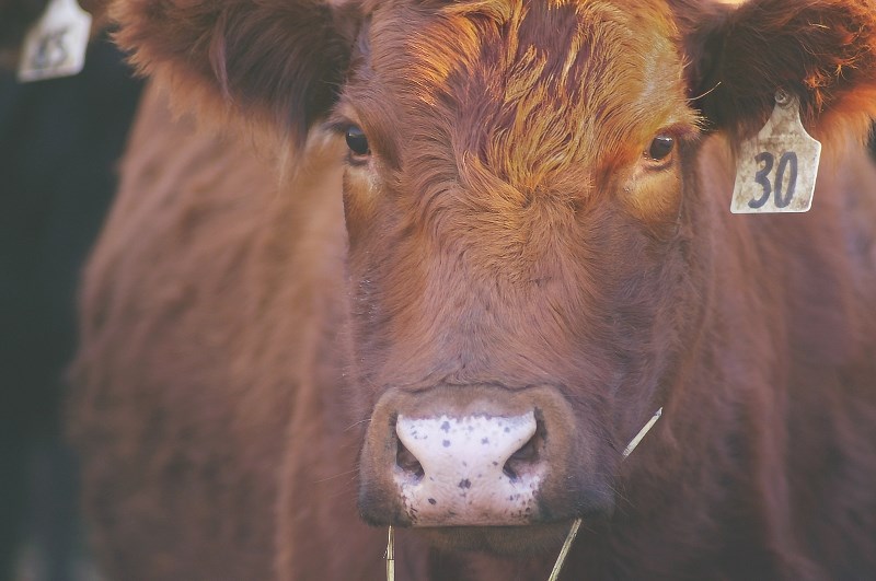 Rocky View County approved Harmony Beef water recycling facility despite opposition from the City of Calgary.