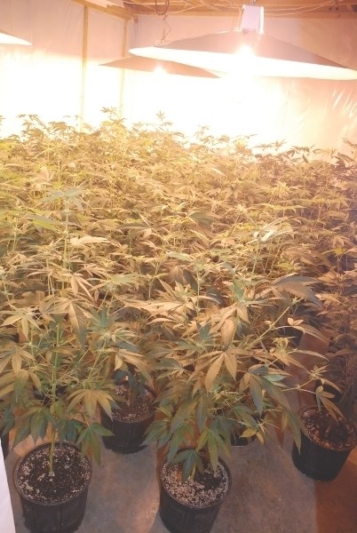 RCMP recoverd marijuana with a street value of close to $1.5 million in a rural residence near Langdon on Nov . 2.