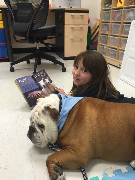 Grade 5 student Emily Main said English bulldog Chili helped her feel more confident with her reading. East Lake School in Chestermere offers a program for students who have
