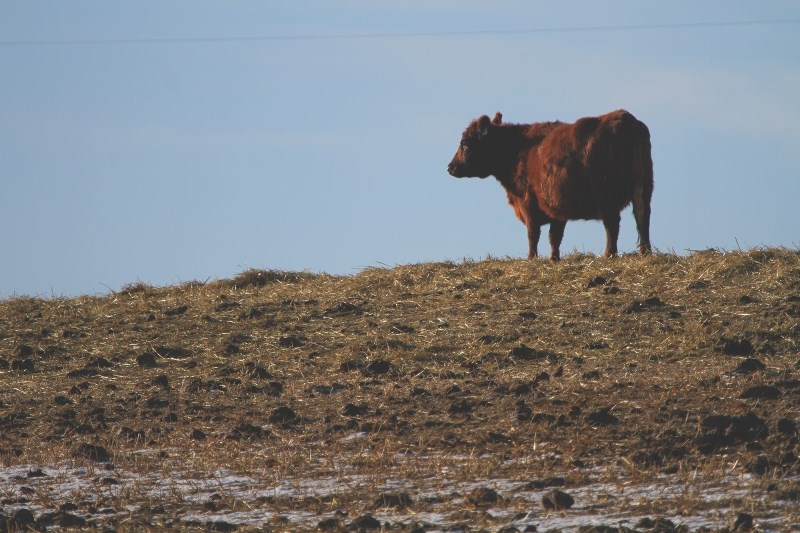 Alberta Beef Producers chairman Bob Lowe told a crowd at the May 25 Rocky View 2020 meeting the aftermath of a situation with Earls Restaurants and Canadian beef could prove