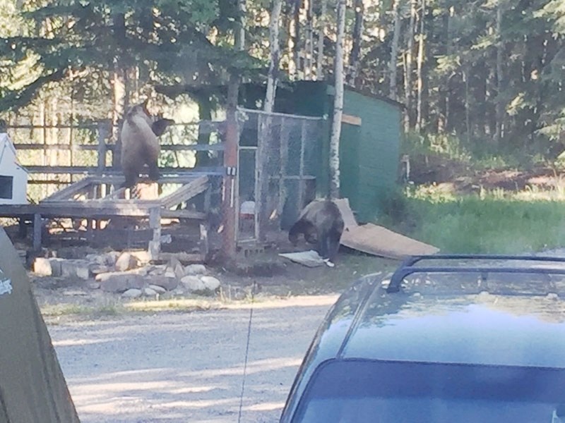 Two grizzly bears tried to break into a chicken coop near Cochrane before making their way to the Fireside area.