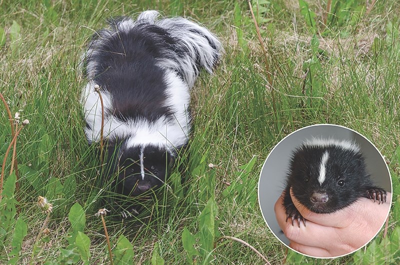 The Alberta Institute for Wildlife Conservation has experienced a high volume of baby skunks, about 45 admitted as of June 29, due to property owners trapping and removing or 