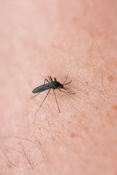 After the wet weather Rocky View County has experienced, an increase in mosquitoes is a definite possibility. However, there are steps residents can take to keep the