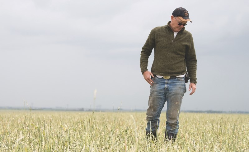 Irricana farmer and cattle rancher Earl Munro looked at the devastation of his crops caused by the hailstorm that passed through the area July 30. The crop should have been