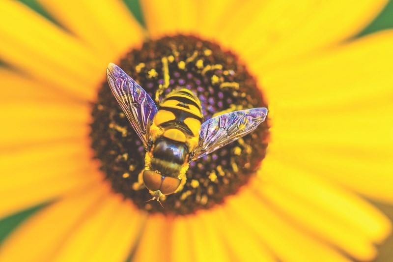 With its new designation as Western Canada&#8217;s first Bee City, the City of Chestermere is encouraging residents to work together to save the region&#8217;s bee population.